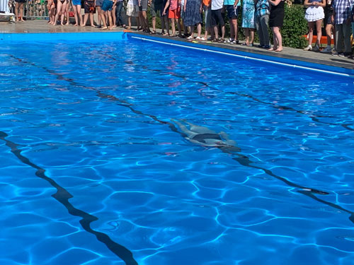 Schwimmfest im Freibad Fredersdorf